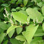 Giant Knotweed Rhizome P. E.
