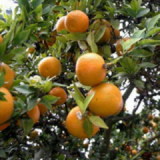 Citrus Aurantium Extract Synephrine Bioflavonoids