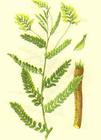 Astragalus Extract (20%