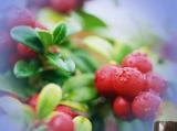  Cranberry   P .  E .,  Cranberry   E xtract