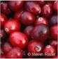 Cranberry Extract 10: 1, 5%, 10%, 25%