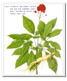 American Ginseng Root P. E.