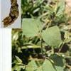 Giant Knotweed Rhizome Extract