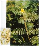 Tribulus Terrestris Extract Saponins 20~80%