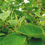 Giant Knotweed Extract 98% Resveratrol