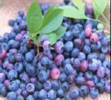 Blueberry Extract/ Anthocyanin 25%