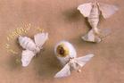 Male Silk Moth Extract