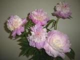 Paeoniflorin (98%,90%,50%,20%,10%)