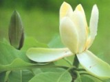 Magnolol