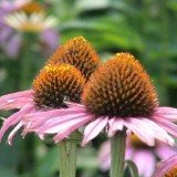 Echinacea Purpurea Herb Extract (4% Phenolic)