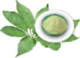 Notoginseng Leaf Triterpenes (88105