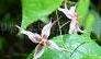  Epimedium  Extract/Icariin (5%, 10%,  20 %)