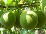 Monk fruit Extract 10
