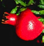 Pomegranate Hull Extract