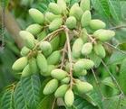  Hydroxytyrosol   Extract ed From Natural Olive Leaf