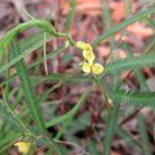 Cassia Nomame P.E.