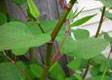  Resveratrol   Extract ed From Natural Giant Knotweed