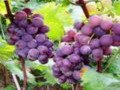 Grape Seed Extract (95%)