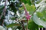 Puerariae Extract (Kudzuvine Root Extract)