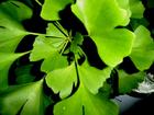 Ginkgo Biloba Leaf Extract
