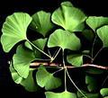 Plants Extracts / Health Products