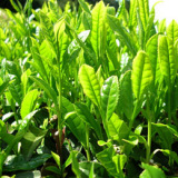 Green Tea Extract Polyphenols