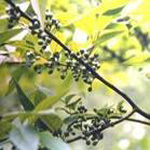 Lisea Cubeba P. E.
