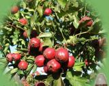 Hawthorn Fruit Extract