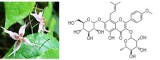 Epimedium Extract (Icariin)