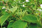 Ginkgo Biloba P.E.