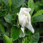 Fructus Gardeniae P. E.