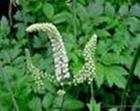 Black Cohosh P. E