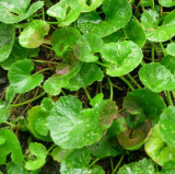 Gotu Kola Extract