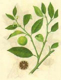 Citrus Aurantium P. E.