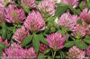 Red   Clover   Extract / Isoflavones 