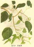 IVY Stem P. E.
