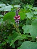 Kudzu Root Extract