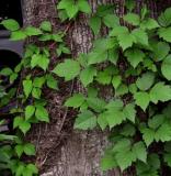 IVY Extract