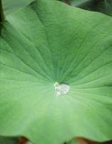 Lotus Leaf P. E