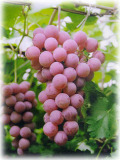 Grape  Seed  P. E. / Vitis   Vinifera  L.