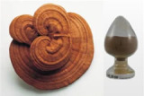 Reishi Mushroom Extract