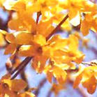 St. John's Wort Extract