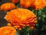 Marigold P. E.