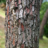Pine Bark Extract