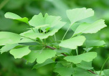 Ginkgo Biloba Extract