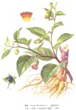 Belladonna P. E.