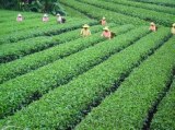 Tea Polyphenol (SR2288)