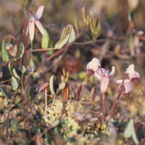 Cranberry Extract Anthocyanins