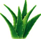 Aloe