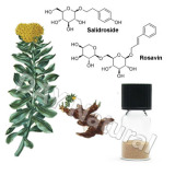  Rhodiola   P .  E .